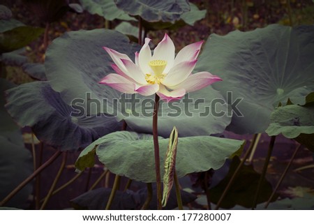 Pink Lotus flower plants in thailand (Indian Lotus, Sacred Lotus, Bean of India) ,vintage style light