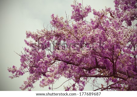 Pink trumpet tree (Bertol,),sweet pink flower blooming in the garden,vintage style light