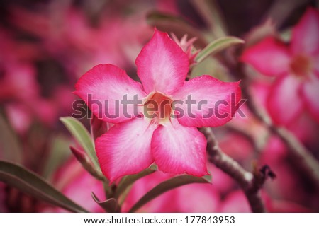 Desert Rose; Impala Lily, Flowers of Thailand ,vintage style light