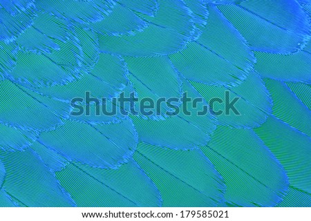 Multicolored feathers,Closeup Blue feather ,background texture, abstract