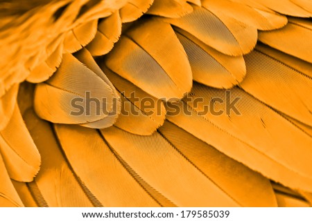 Multicolored feathers,Closeup Yellow Gold feather ,background texture, abstract