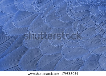 Multicolored feathers,Closeup gray feather ,background texture, abstract
