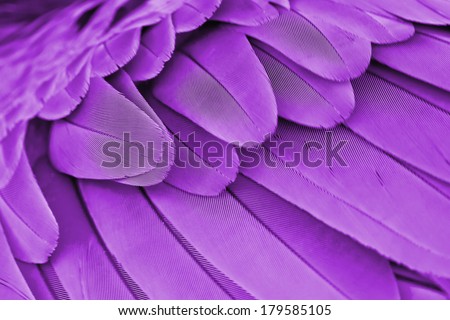 Multicolored feathers,Closeup purple feather ,background texture, abstract