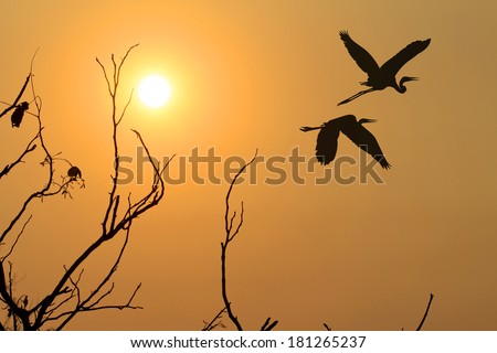 Silhouette flying birds and trees at sunset