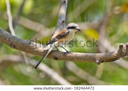 Bay-backed Shrike Bird /Lanius vittatus , New record bird of Thailand