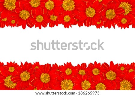 Red flowers (Dahlberg daisy,Golden Fleece) Frame on white background