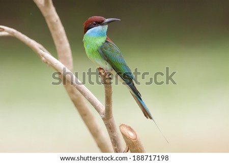 Beautiful Bee-eate bird ( Blue throated Bee eater) , Bird of Thailand