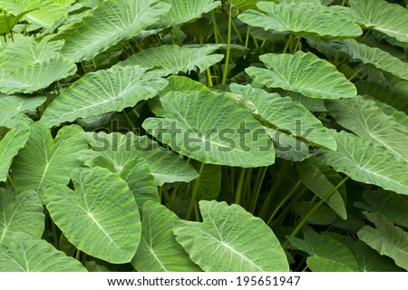 Giant taro plant in lush jungle