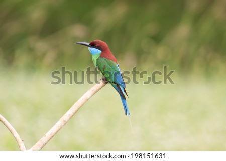 Beautifu Bee-eate bird ( Blue throated Bee eater) , Bird of Thailand