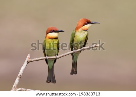 Bird,Chestnut-headed Bee-eaters,Bird of thailand