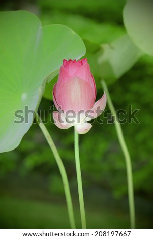 Lotus flower plants in thailand (Indian Lotus, Sacred Lotus, Bean of India) ,vintage style light