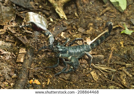 Scorpion in nature
