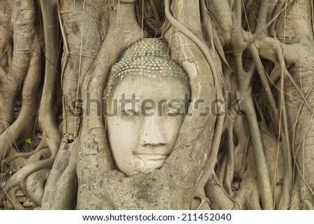 Buddha heads in the tree root Wat Mahathat,Thailand