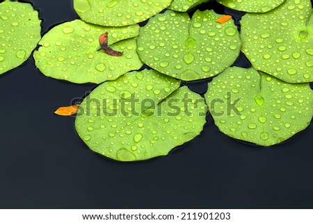 Water drops on lotus leaf green