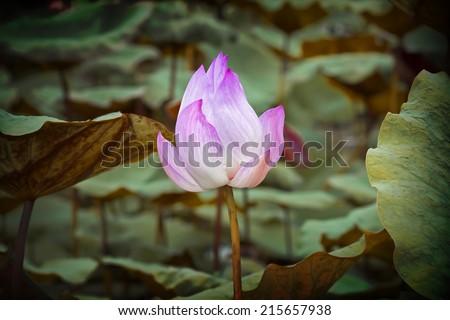 Lotus flower plants in thailand (Indian Lotus, Sacred Lotus, Bean of India) ,vintage style light