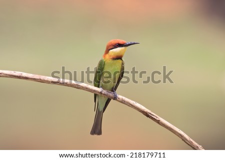 Bird,Chestnut-headed Bee-eaters,Bird of thailand