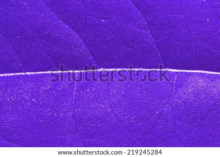 Purple leaves textures