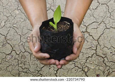 Hand of people to plant seedlings on the drought ground