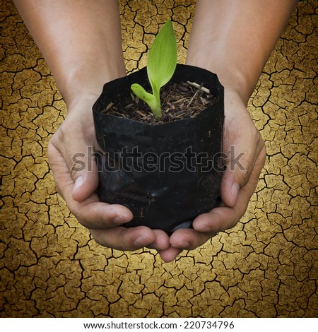 Hand of people to plant seedlings on the drought ground