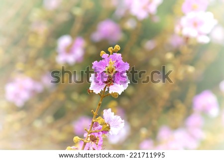 Closeup Pride of India (Queen\'s flower) in the garden, soft focus