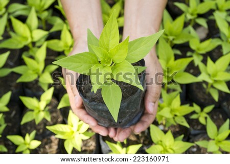 Hand of people to plant vegetable seedlings