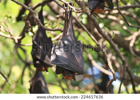 Bat,Lyle\'s flying fox (Pteropus lylei)