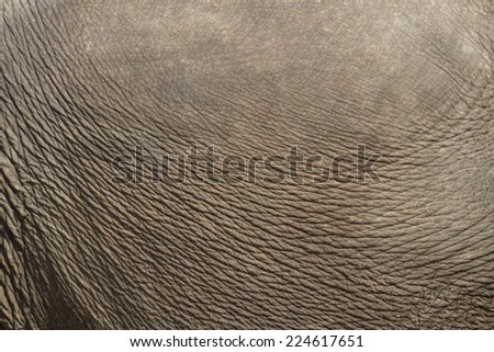 Elephant textures