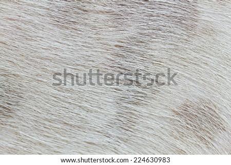 Closeup wool of dog