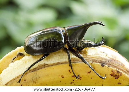 Beetle,Rhinoceros beetle, Rhino beetle, Hercules beetle, Unicorn beetle, Horn beetle (Dynastinae)