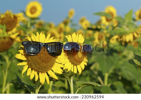 Glasses, Glass,Sunflower (Helianthus annuus) with glasses in the garden on blue sky
