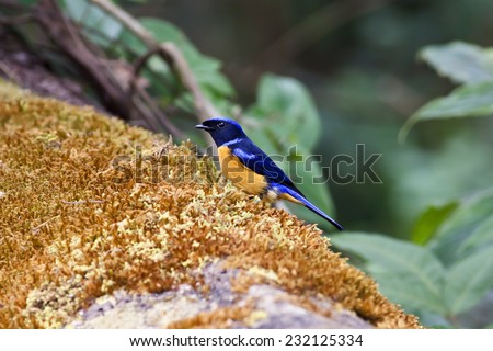 Bird,Colorful bird (Rufous-bellied Niltava, Niltava sundara) ,Bird of Thailand