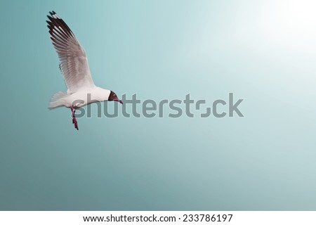 Birds flying in the sky (Brown-headed gull)
