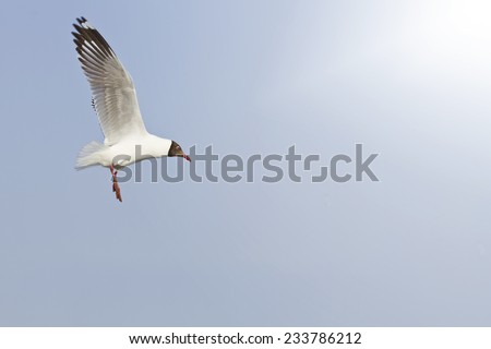 Birds flying in the sky (Brown-headed gull)