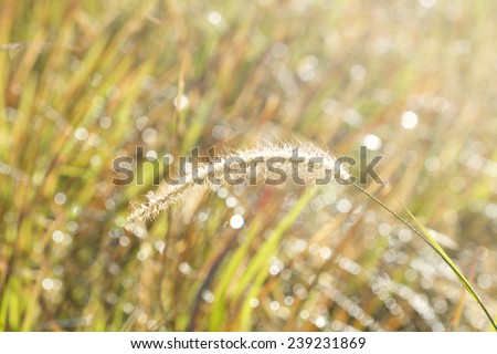 Grass with drops of warm water in the morning light