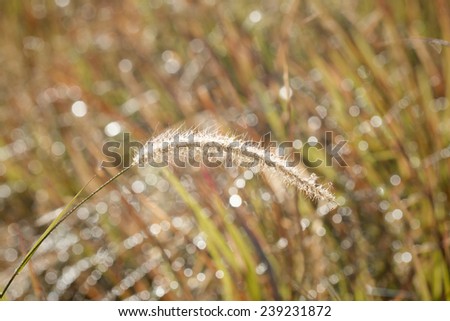 Grass with drops of warm water in the morning light,vintage style light
