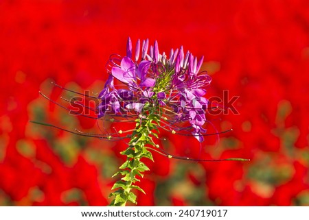 Flowers with evening sun,Cleome flower (Cleome hassleriana) ,spider flowers, spider plants, spider weeds, soft focus
