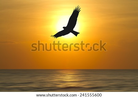 Shadow of an Birds flying to the sunset over the ocean