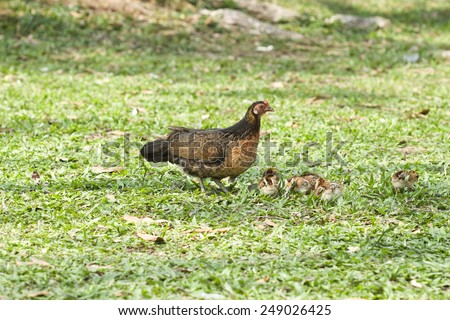 The love of a mother with a child like that protects chickens. And their children living in the wild nature,Red junglefowl (Gallus gallus),Bantam