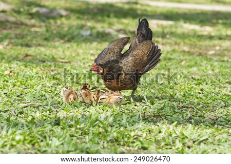 The love of a mother with a child like that protects chickens. And their children living in the wild nature,Red junglefowl (Gallus gallus),Bantam