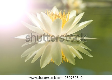 Yellow Lotus flowers  (Nymphaea,Waterlily)  in the Garden, Lotus the sun or is a radial