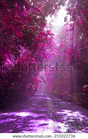 Wild pink with love in valentine day,Road in green forest with sunlight in the morning,Pink fantasy style