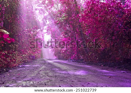 Wild pink with love in valentine day,Road in green forest with sunlight in the morning,Pink fantasy style