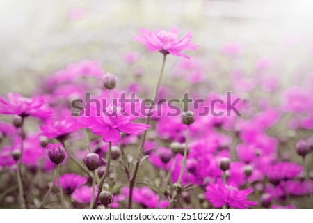 Pink flowers with love in valentine day,Closeup Comos flower background,Pink fantasy style