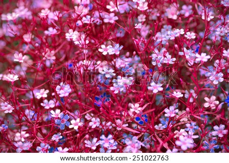 Pink flowers with love in valentine day,Closeup many gypsophila flowers background,Pink fantasy style