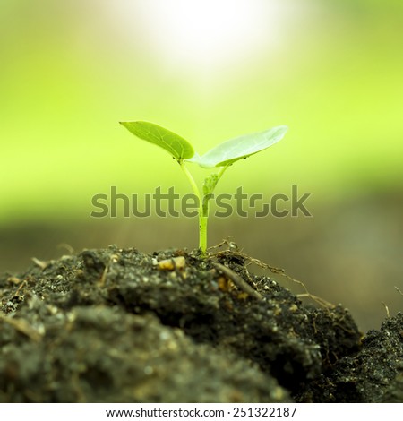 Future development of growing businesses like seedlings growing in nature
