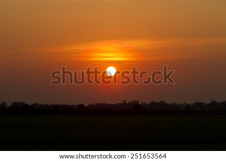 View of the field in the morning with the sun,Close up of Green rice,Thailand