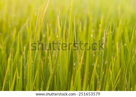 View of the field in the morning with the sun,Close up of Green rice,Thailand
