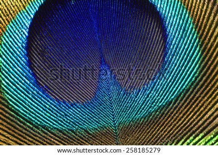 Multi colored peacock feathers,Closeup peacock feathers ,background texture, abstract