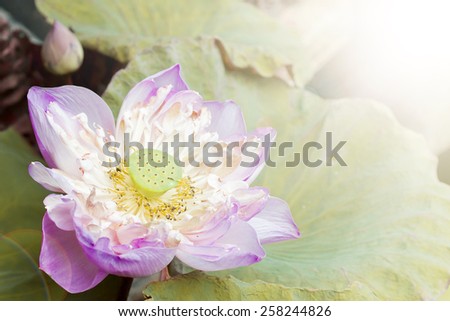 Lotus flower plants in thailand (Indian Lotus, Sacred Lotus, Bean of India), soft focus
