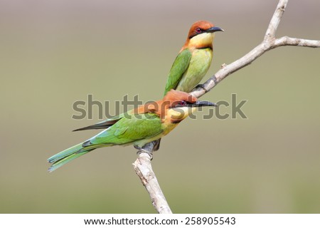 Bird,Couple of Chestnut-headed Bee-eaters,Bird of thailand